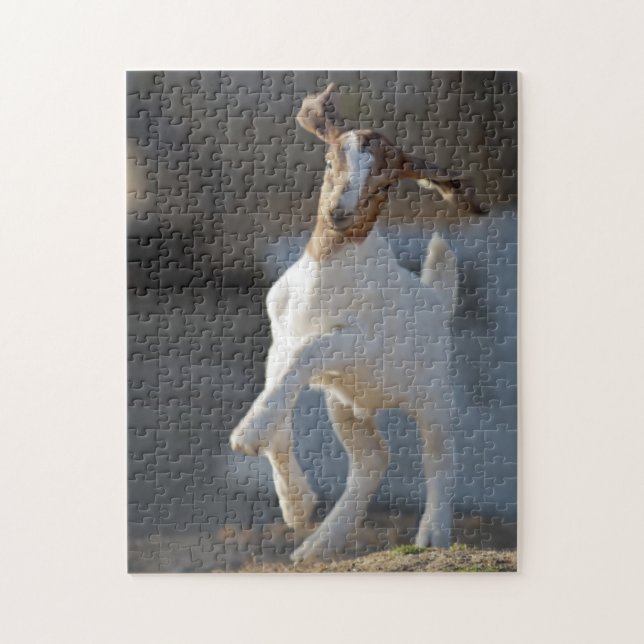 Kid Goat Playing Jigsaw Puzzle (Vertical)