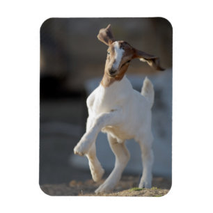 Kid Goat Playing Magnet