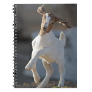 Kid Goat Playing Notebook