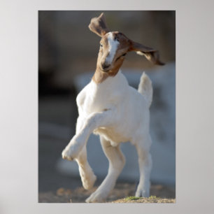 Kid Goat Playing Poster