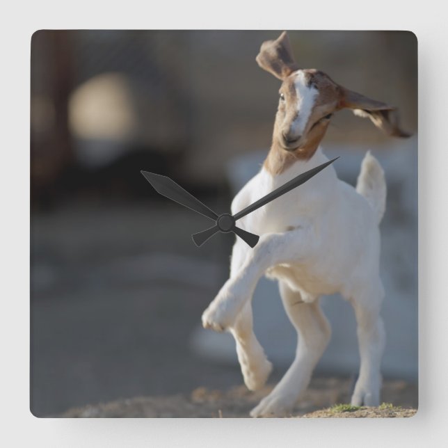 Kid Goat Playing Square Wall Clock (Front)