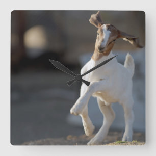 Kid Goat Playing Square Wall Clock