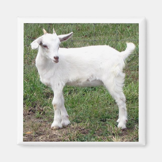 "kid" Magnet (Front)