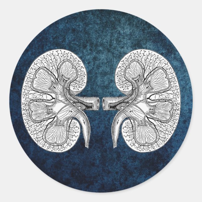 KIDNEY 2 DRAWING CLASSIC ROUND STICKER (Front)