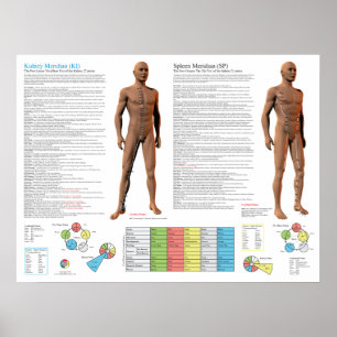 Kidney Meridian Acupuncture Points Poster
