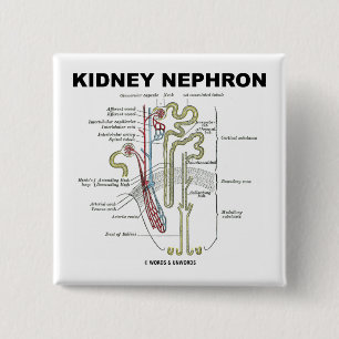 Kidney Nephron 15 Cm Square Badge