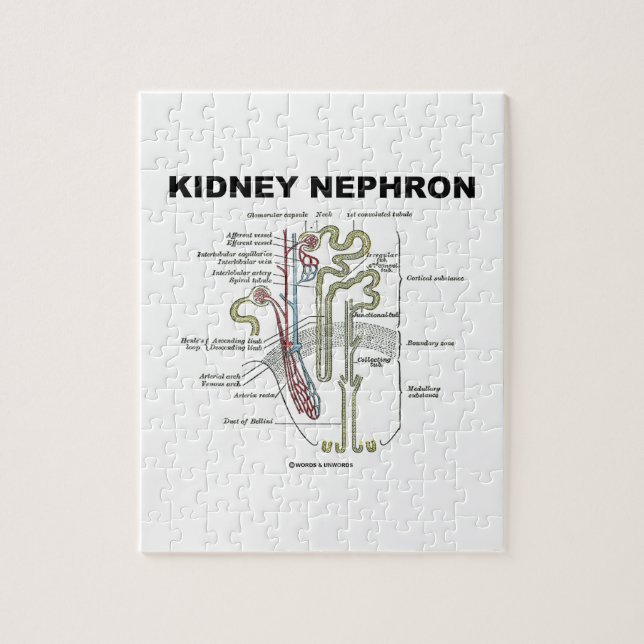 Kidney Nephron (Grey's Anatomy Textbook) Jigsaw Puzzle (Vertical)