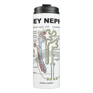 Kidney Nephron Grey's Anatomy Textbook  Thermal Tumbler
