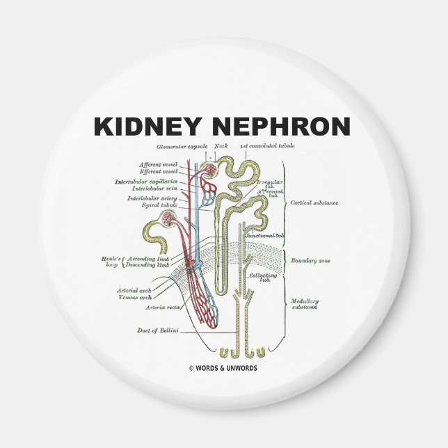 Kidney Nephron Magnet (Front)