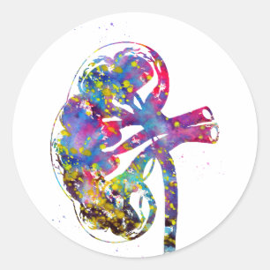 Kidney section classic round sticker