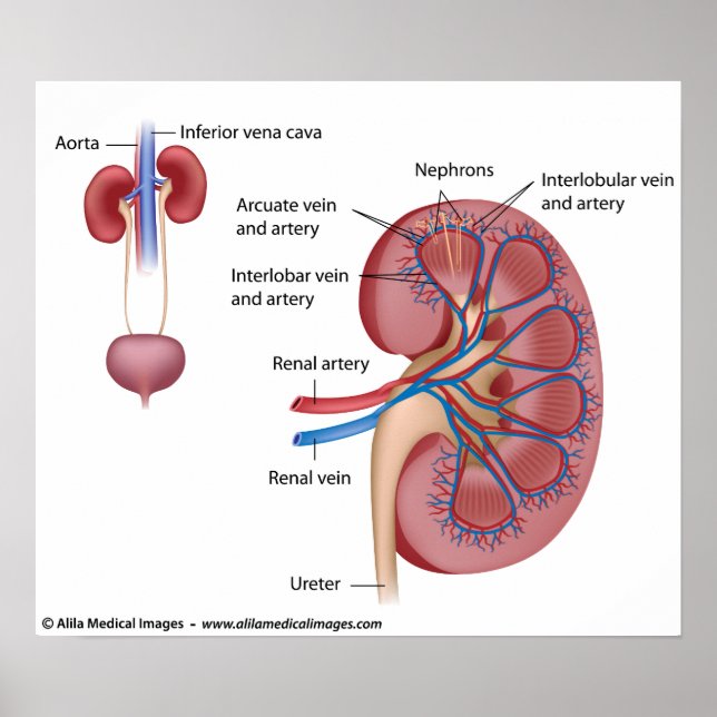 Kidney structure with blood supply, labelled poster (Front)