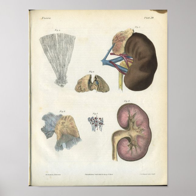Kidney Vintage Anatomy Print (Front)