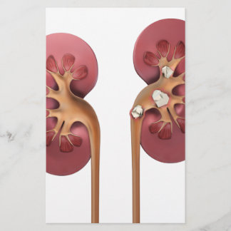 kidneys