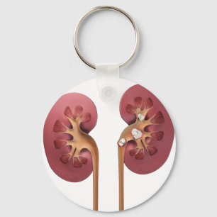 kidneys key ring