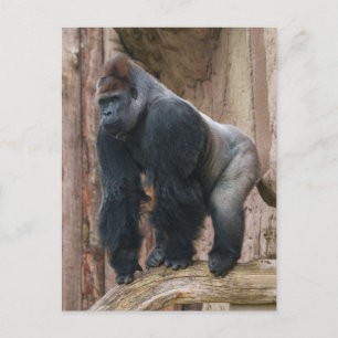 Kidogo the Silverback Striking a Pose on a Log Postcard