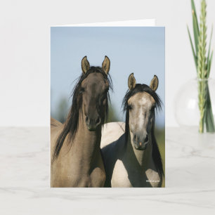 Kiger Mustang Horses Standing Headshots Card
