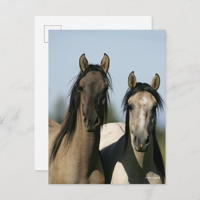 Kiger Mustang Horses Standing Headshots Postcard (Front/Back)