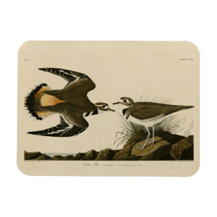 Kildeer Plover (Killdeer) Audubon Birds of America Magnet