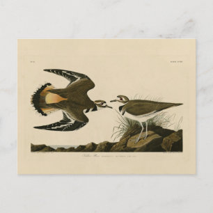 Kildeer Plover (Killdeer) Audubon Birds of America Postcard