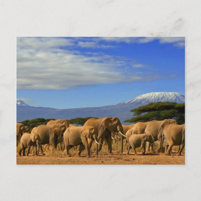 Kilimanjaro And Elephants Postcard (Front)
