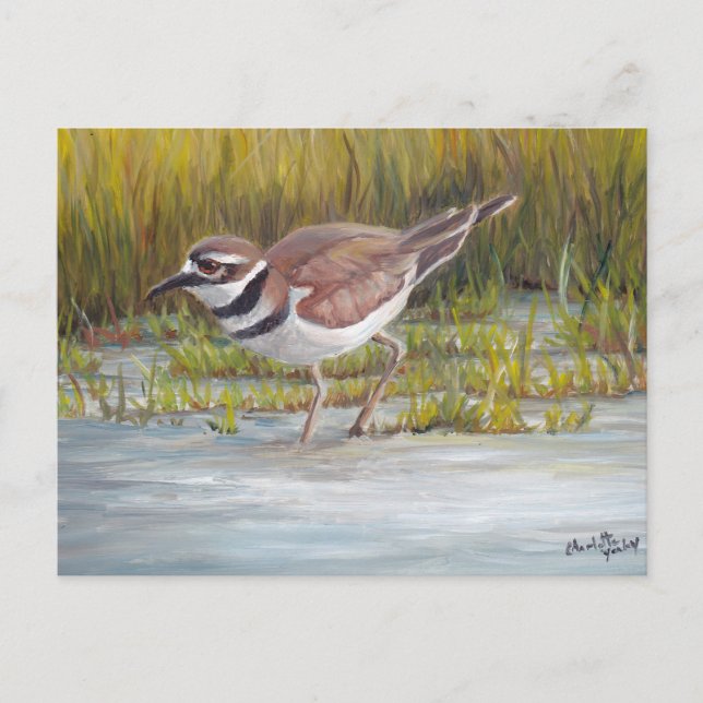 Killdeer at Hostetter Farm Bird Art Postcard (Front)