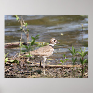 Killdeer Bird Poster