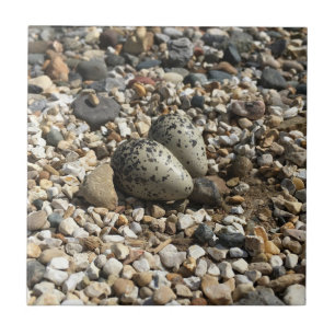 Killdeer Eggs In Gravel Ceramic Tile
