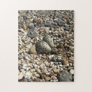 Killdeer Eggs In Gravel Jigsaw Puzzle