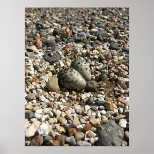 Killdeer Eggs in the Rocks Poster