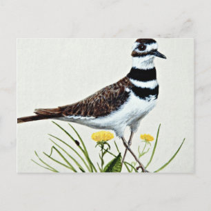 Killdeer flowers postcard
