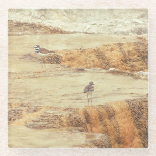 Killdeer Glass Coaster