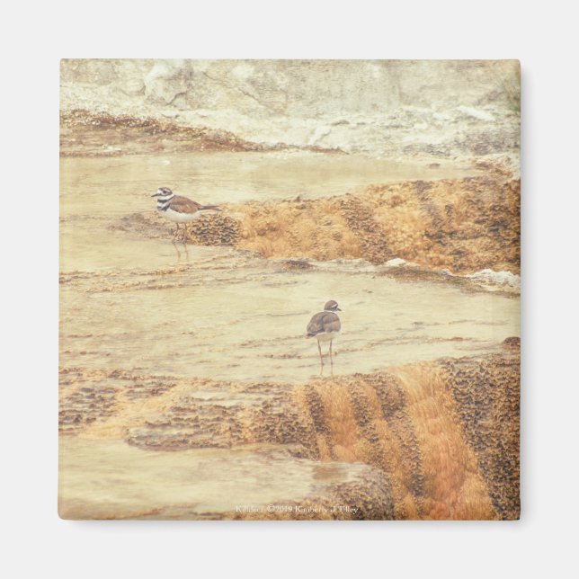 Killdeer Magnet (Front)