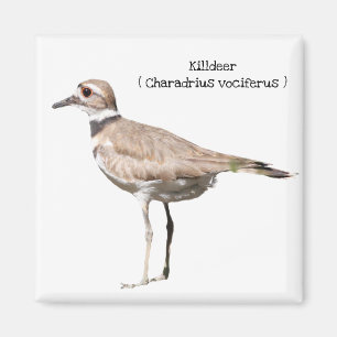 Killdeer Magnet