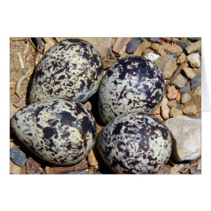 KillDeer Nest With Eggs