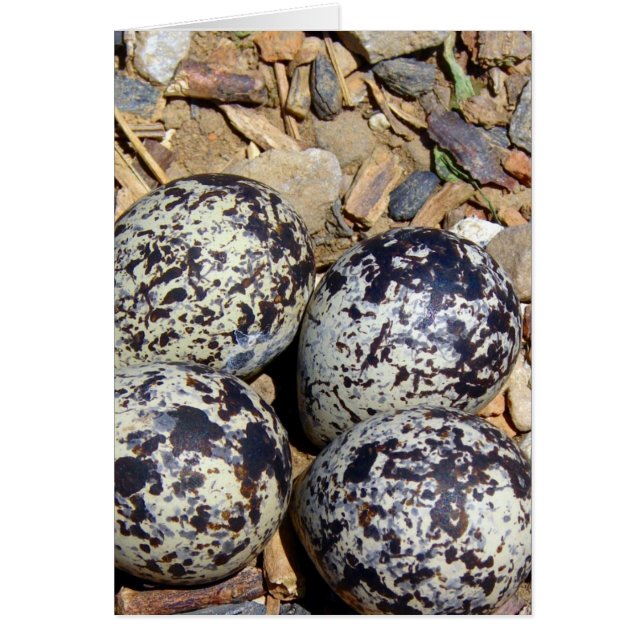 KillDeer Nest With Eggs (Front)