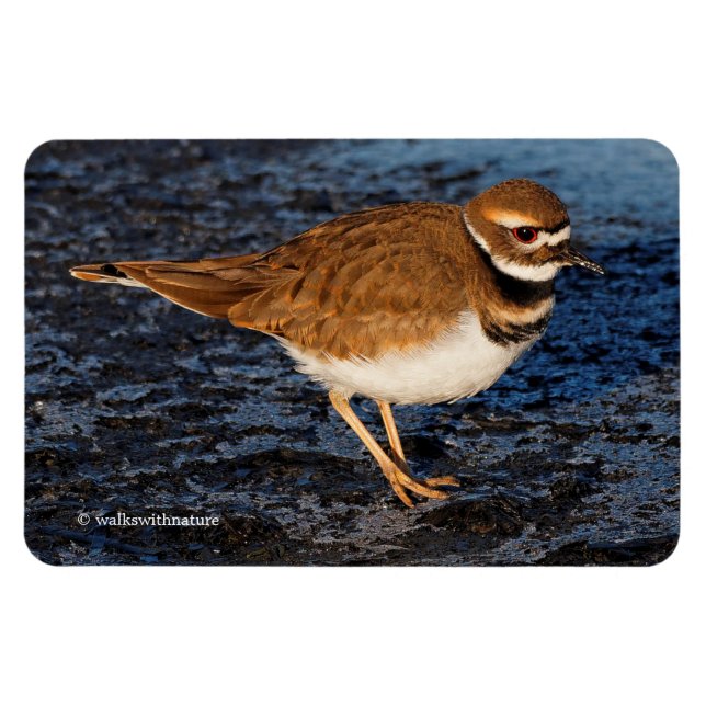 Killdeer on the Icy Mudflats Magnet (Horizontal)