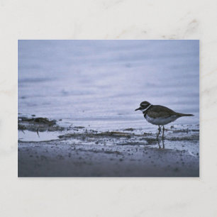 Killdeer Postcard