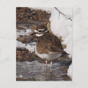 Killdeer Postcard