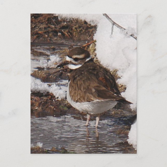 Killdeer Postcard (Front)