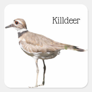 Killdeer Square Sticker