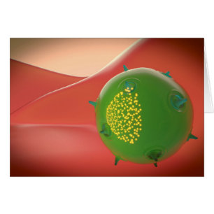 Killer Cell Of The Innate Immune System