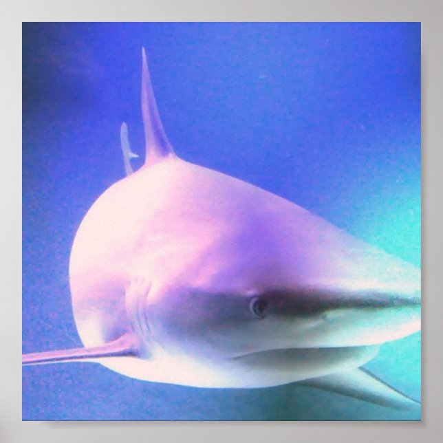 Killer Shark Print (Front)