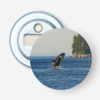 Killer Whale Breaching out of Ocean Water