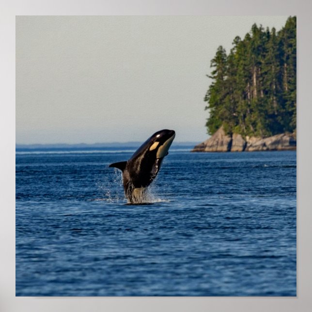 Killer Whale Breaching out of Ocean Water Poster (Front)