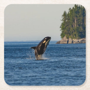 Killer Whale Breaching out of Ocean Water Square Paper Coaster