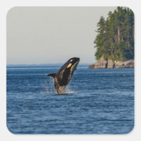Killer Whale Breaching out of Ocean Water