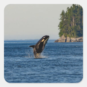 Killer Whale Breaching out of Ocean Water Square Sticker