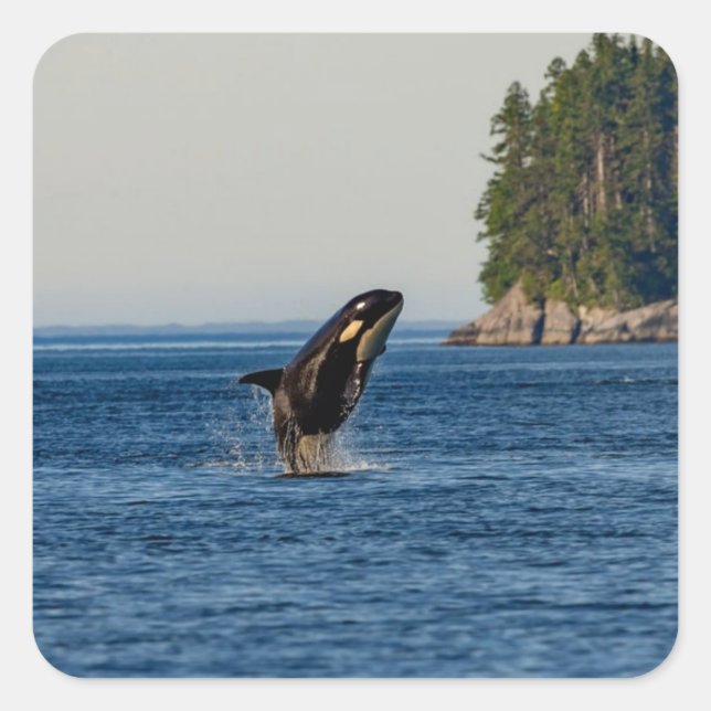 Killer Whale Breaching out of Ocean Water Square Sticker (Front)
