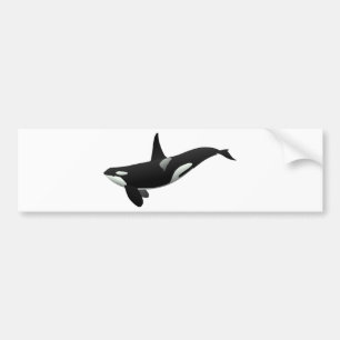 Killer whale bumper sticker