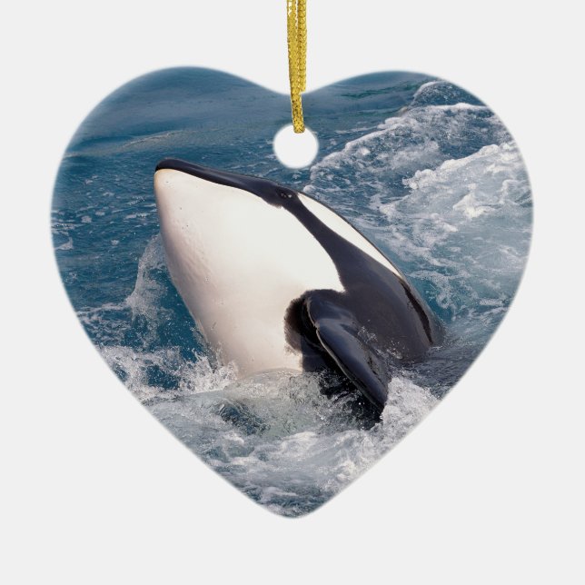 Killer whale ceramic tree decoration (Front)